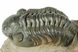 Reedops Trilobite Fossil - Atchana, Morocco #312346-1